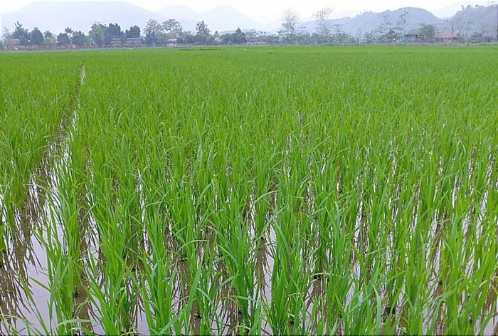  Cây lúa xuân đang sinh trưởng và phát triển tốt. 