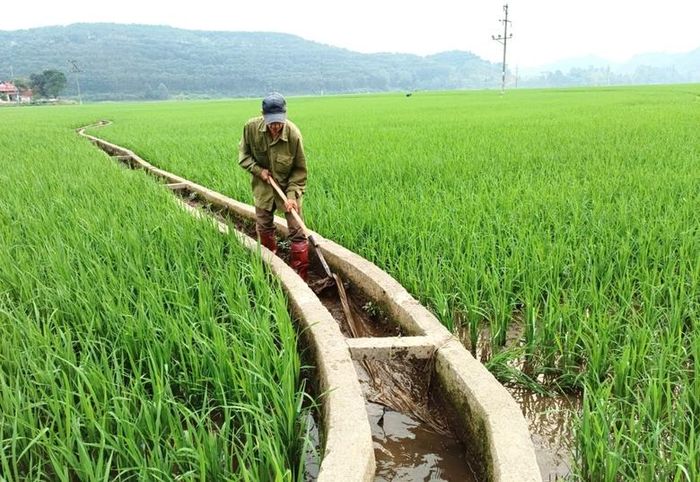  Lấy nước vào ruộng lúa. 