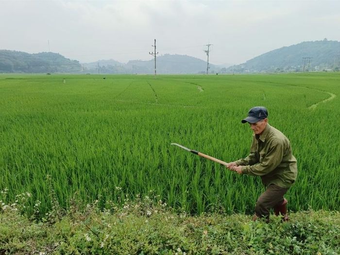  Nông dân phát cỏ bờ cho lúa. 