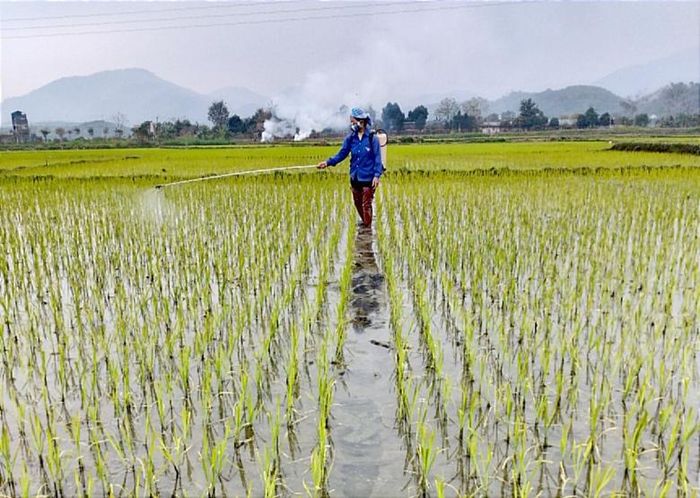  Nông dân huyện Văn Bàn phun thuốc trừ ốc bươu vàng. 