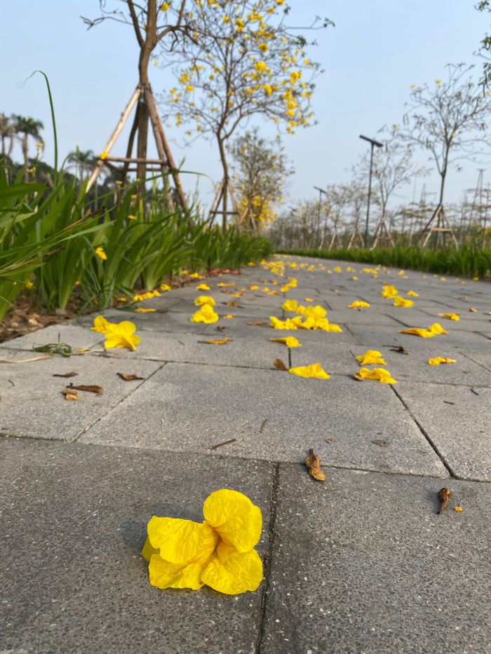 Hoa rụng dần, sắp mãn khai