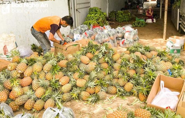  Giá dứa ở các chợ dân sinh tăng mạnh. Ảnh: Thanh Phúc 