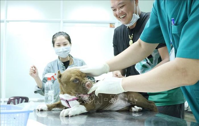 Người dân đưa chó, mèo tiêm vaccine phòng dại tại Chi cục Chăn nuôi và Thú y TP Hồ Chí Minh. Ảnh: Đinh Hằng/TTXVN