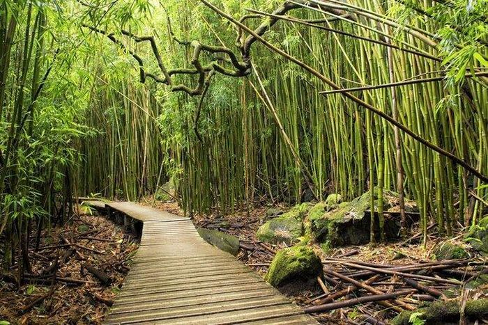 Đắm mình trong khu rừng nhiệt đới đẹp nhất của Maui khi bạn đi bộ qua những cây tre dọc theo dòng suối yên tĩnh