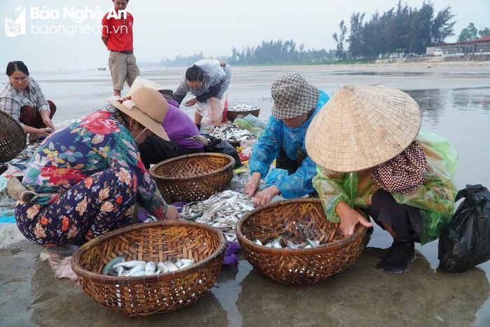  Ngư dân tiến hành phân loại cá. Ảnh: Thanh Thủy 