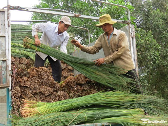 Xe chở cỏ bàng của thương lái. Sau khi thu mua cỏ bàng, các thương lái thường đem về tỉnh Tiền Giang, nơi có nhiều làng nghề thủ công sử dụng nguyên liệu này để phơi.