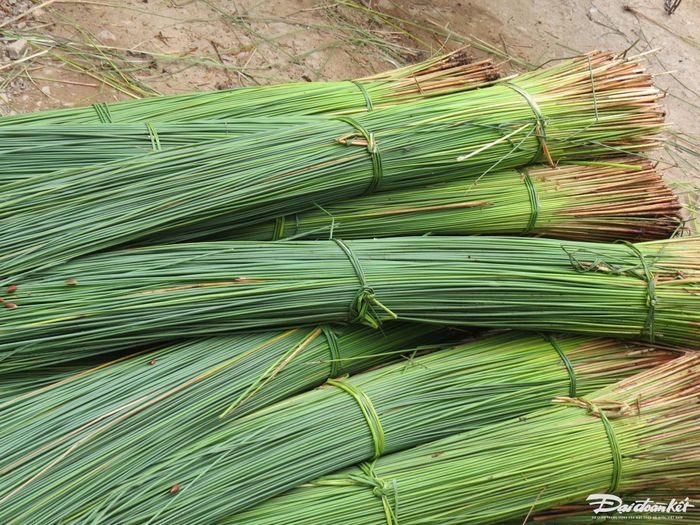 Cỏ bàng được coi là "đặc sản" của những vùng bưng biển bỏ hoang, đất ngập nước nhiễm phèn mặn. Do không phải chăm sóc nhiều, nông dân trồng bỏ bàng có thu nhập kha khá từ loại cây này.