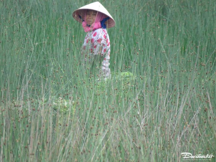 Theo nhiều nông dân ở đây, trước kia cỏ bàng mọc hoang và nông dân chỉ mất công khai thác. Tuy nhiên nay cỏ hoang rất ít, nông dân phải trồng và bảo quản. Và những đồng cỏ bàng ở vùng Đức Hòa cũng đang bị giảm từng năm do tốc độ đô thị hóa nơi đây.
