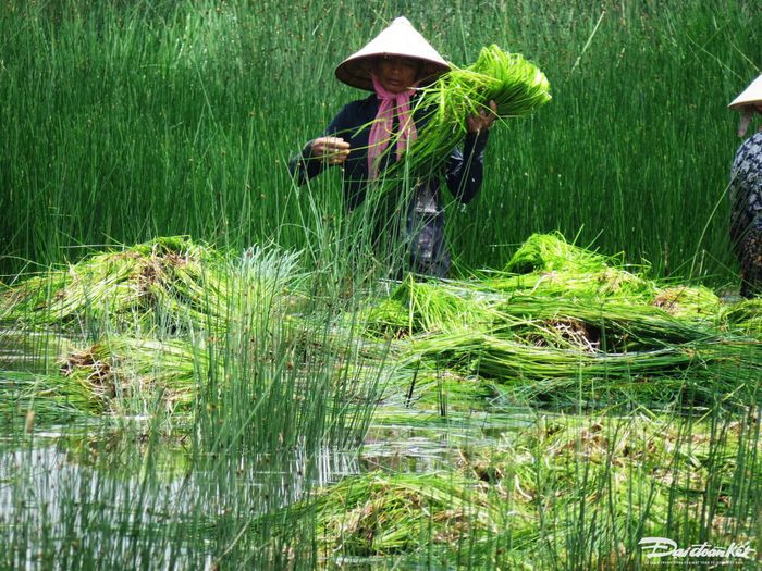 Cỏ bàng thường được thương lái mua đem về phơi khô rồi dệt chiếu, đan đồ thủ công mỹ nghệ. Cỏ bền chắc và khá đẹp sau khi thành phẩm.