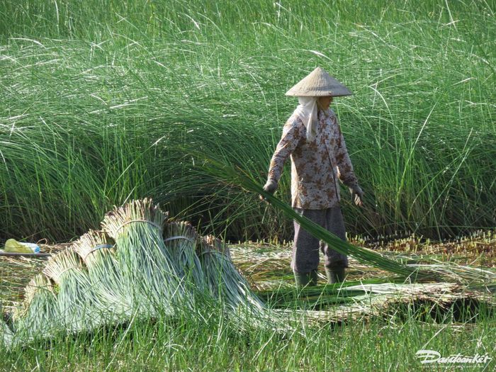 Cỏ bàng sau một năm có chiều dài khoảng 1,2 tới 1,6 mét.