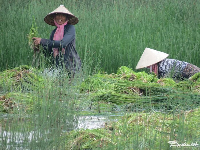 Cỏ bàng ở đây thường được nông dân trồng. Sau khi cắt, nông dân để đồng cỏ tiếp tục phát triển tự nhiên và thường 6-7 năm mới trồng lại.