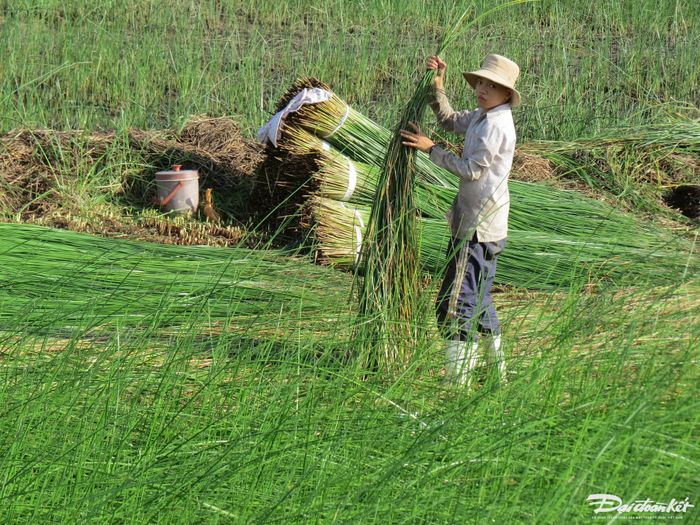 sau khi thu hoạch, người dân bó cỏ thành từng bó. Hiện mỗi bó có giá bán khoảng 15.000 tới 20.000 đồng tùy theo chiều dài, chất lượng cỏ.