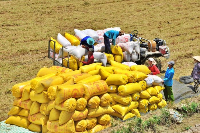 Các địa phương Đồng bằng sông Cửu Long đang thu hoạch vụ lúa Đông Xuân nên thị trường lúa gạo có nhiều thay đổi theo cung - cầu.