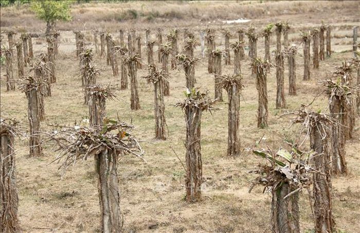 Không có nước tưới, nhiều vườn thanh long tại Bình Thuận đã bị chết héo.