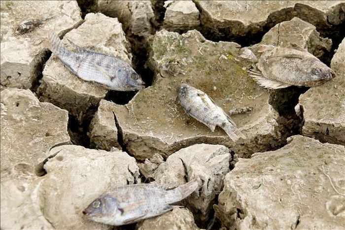 Nắng nóng kéo dài khiến đất nứt nẻ, cá chết la liệt.