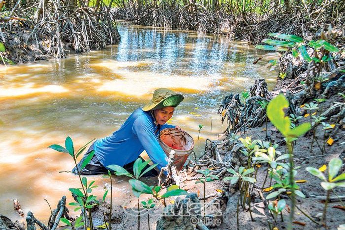 Loài chem chép thường sống chủ yếu ở bìa rừng và các mé sông.