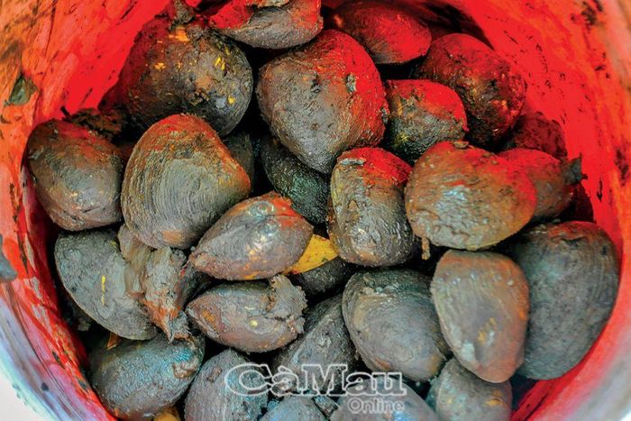 Thành quả sau một buổi bắt vọp và ốc len của anh Linh.