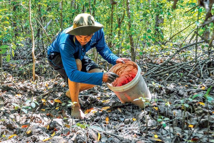 Anh Trần Văn Linh lặn lội vài chục cây số để bắt vọp và các loài thủy sản khác.