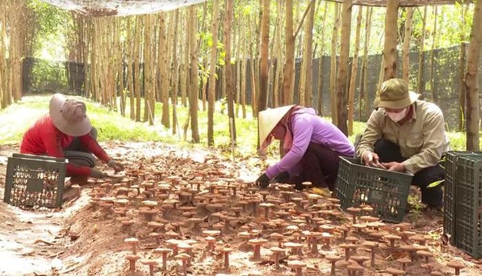 Trồng nấm linh chi đỏ dưới tán rừng ở huyện Krông Bông (Đắk Lắk). (Ảnh: Cổng thông tin điện tử huyện Krông Bông)
