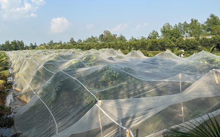 Anh Quận giăng mùng bảo vệ vườn mận của mình khỏi các loại côn trùng, sâu bệnh hại. Ảnh: H.T
