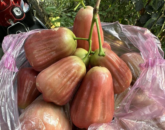 Loại mận này rất giòn, không bị mọng nước. Ảnh: H.T