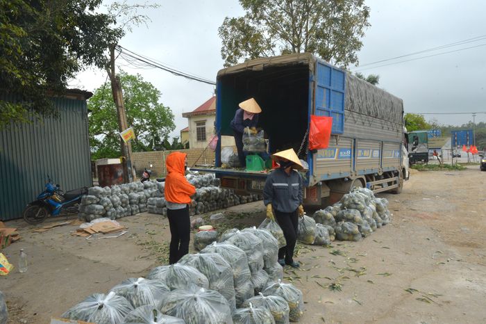  Dứa được "tăng bo" ra Quốc lộ 1 để chờ xe vận tải cỡ lớn chuyển vào các tỉnh phía Nam. Ảnh: Văn Trường 