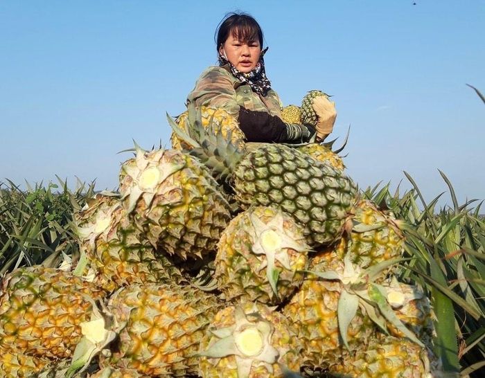  Dứa Tân Thắng, Quỳnh Lưu được mùa được giá. Ảnh: Văn Trường 