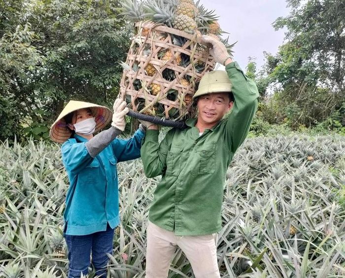  Vợ chồng anh Nguyễn Văn Thắng ở xóm 1, xã Tân Thắng thu hoạch dứa hữu cơ tại ruộng. Ảnh: Văn Trường 
