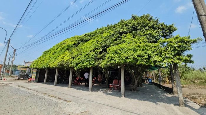  Quán cà phê được hình thành từ hàng chục cây si, tán lá si tạo thành mái che như căn nhà, có không gian thoáng mát thu hút nhiều người đi đường 
