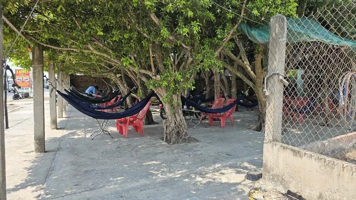  Chủ quán dựng các cọc bê tông làm trụ cho các nhánh cây si đan vào nhau. 