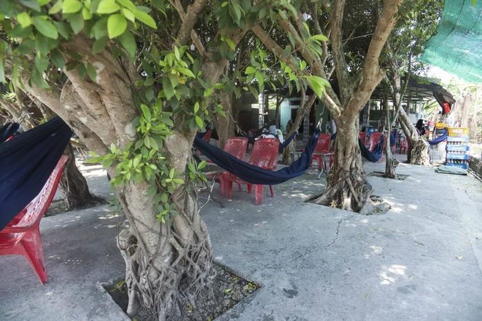  Các gốc cây được trồng ngay hàng thẳng lối, cắt tỉa gọn gàng. 