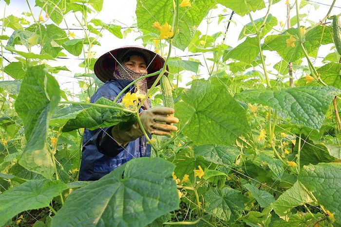 HTX tạo việc làm thường xuyên cho 10 lao động tại địa phương với mức lương trung bình 6 triệu đồng/người/tháng.
