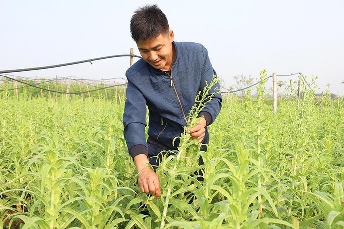 Anh Nguyễn Mạnh Hùng giới thiệu về cây rau tiến vua hiện đang trồng tại HTX.