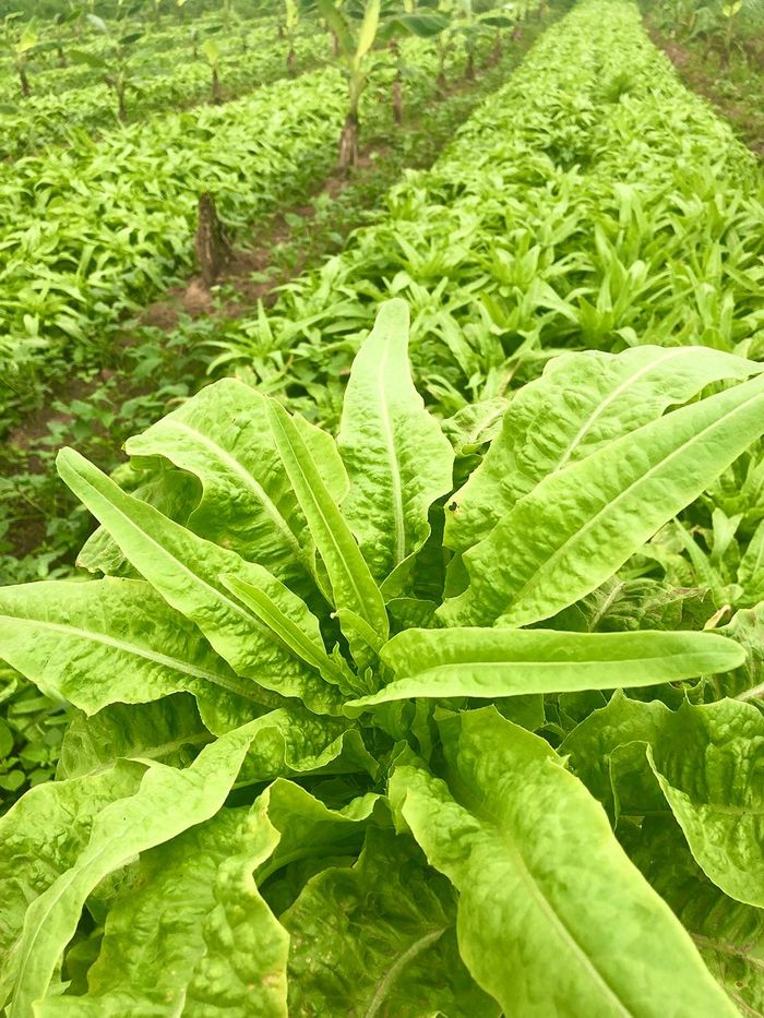 Cây rau tiến vua sinh trưởng, phát triển tốt ở xã Lương Lỗ, huyện Thanh Ba.