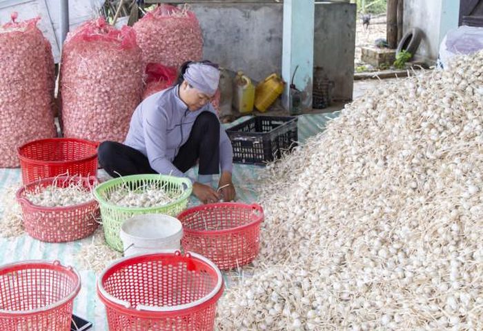 Người trồng tỏi Ninh Sơn mong muốn đầu ra được ổn định hơn.