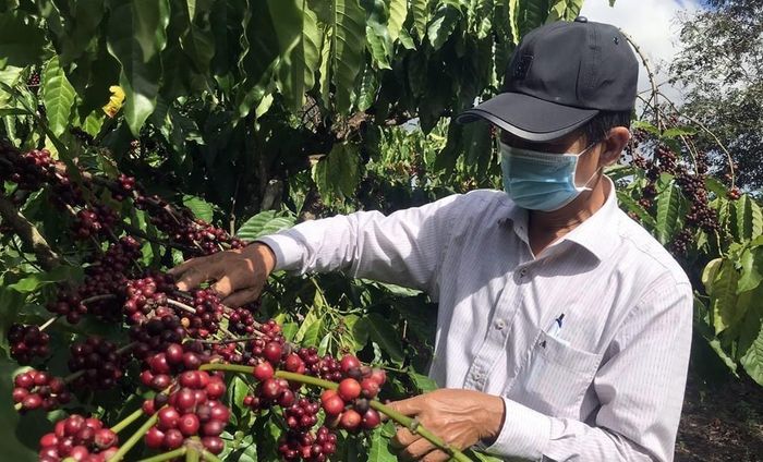 Kim ngạch xuất khẩu cà phê của Việt Nam năm 2024 dự báo có thể đạt mốc 4,6-5 tỷ USD. Ảnh: TL