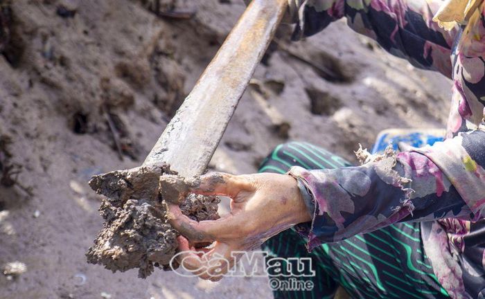 Chị Phạm Thị Bé Ba dùng dầm bắt sò trong hang cách xa chị hơn 1 m.