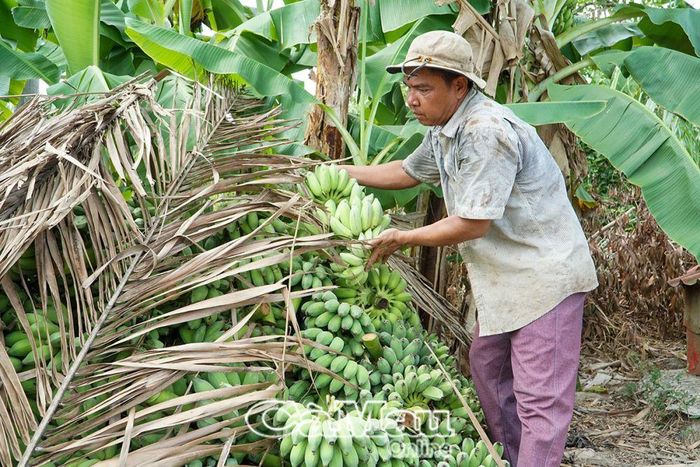 Ông Mai Quốc Sự, Trưởng Ấp 16, tận dụng bờ liếp đất trồng chuối tăng thu nhập cho gia đình.