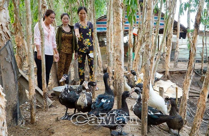 Bầy vịt xiêm Pháp của gia đình bà Lê Thị Yêm, Ấp 16, xã Nguyễn Phích, được hỗ trợ, đang vào lứa thu hoạch.