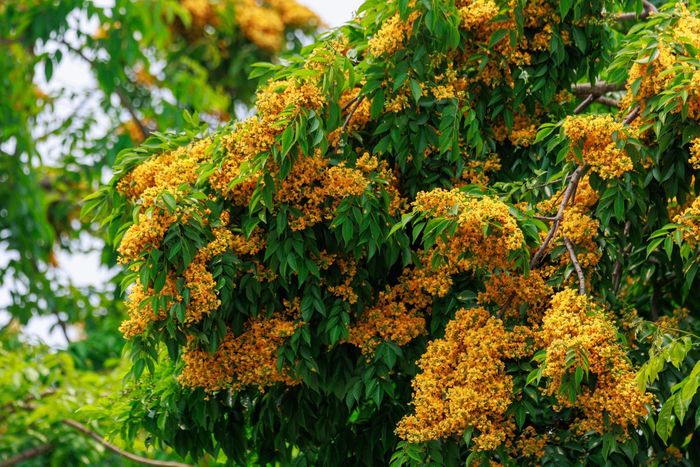 Cây giáng hương là loài cây thân gỗ, cho bóng xanh mát, cây có dáng thanh thoát, gợi vẻ đẹp mong manh nhưng vô cùng quyến rũ. Ảnh: Sách Nguyễn 