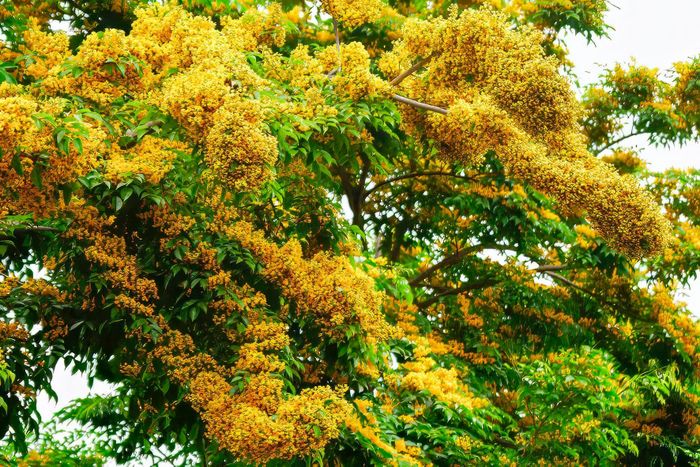  Hàng cây xanh mướt với hoa vàng rực rỡ không chỉ thu hút sự chú ý của nhiều người dân thành phố mà còn tạo ấn tượng với bạn bè và du khách khi trở về thành Vinh dịp này. Ảnh: Sách Nguyễn 