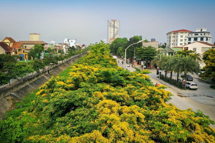 Được biết, cây giáng hương được TP.Vinh trồng theo dự án cải tạo kênh Bắc, đến nay đã hơn 5 năm tuổi với hàng trăm gốc trải dài, tạo thành vệt mây vàng giữa lòng thành Vinh. Ảnh: Sách Nguyễn 