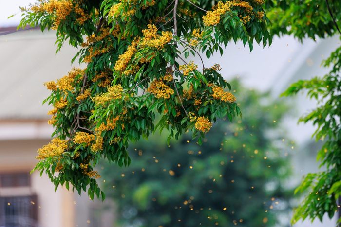  Những cơn gió khiến cánh hoa rơi xuống lòng đường, đẹp đến nao lòng. Ảnh: Sách Nguyễn 
