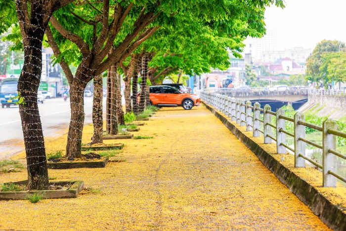  Vỉa hè đường Nguyễn Sỹ Sách phủ màu vàng hoa giáng hương. Ảnh: Sách Nguyễn 