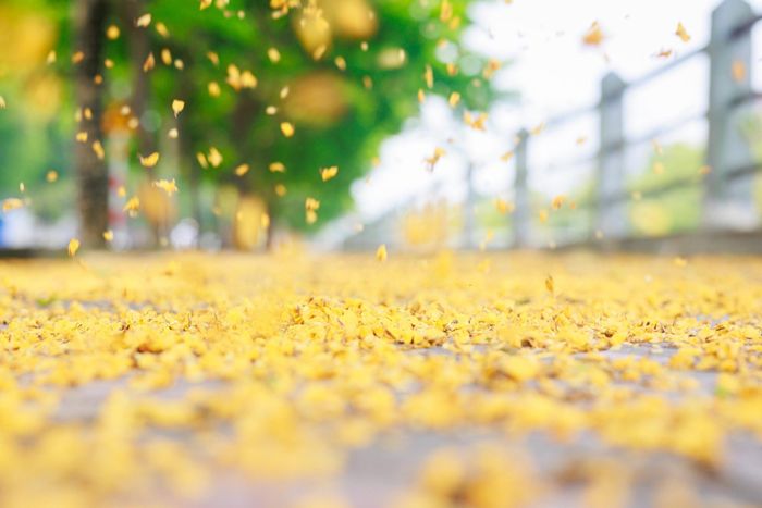  Hoa giáng hương rơi xuống, phủ vàng con đường, tạo nên bức tranh tuyệt đẹp ở thành phố Vinh. Ảnh: Sách Nguyễn 