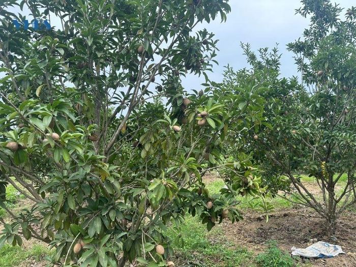 Bà con thôn Thái Học cải tạo vườn tạp để trồng cây ăn quả.