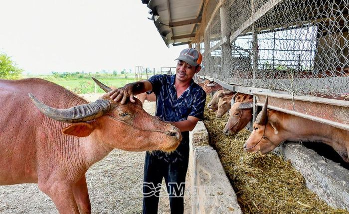 Anh Tùng luôn đảm bảo thức ăn đủ dinh dưỡng trong chăn nuôi.