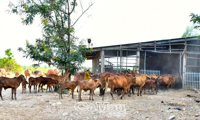 Nghề nuôi bò trở nên phổ biến ở Tân Hồng.