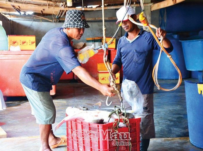 Hiện nay, việc quản lý, thống kê sản lượng khai thác được tiến hành cả tại các bến của tư nhân, điểm thu mua. 
