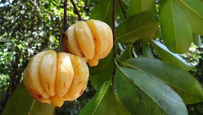 Quả tai chua tính mát, vị chua, chát, chứa độc tố nhẹ